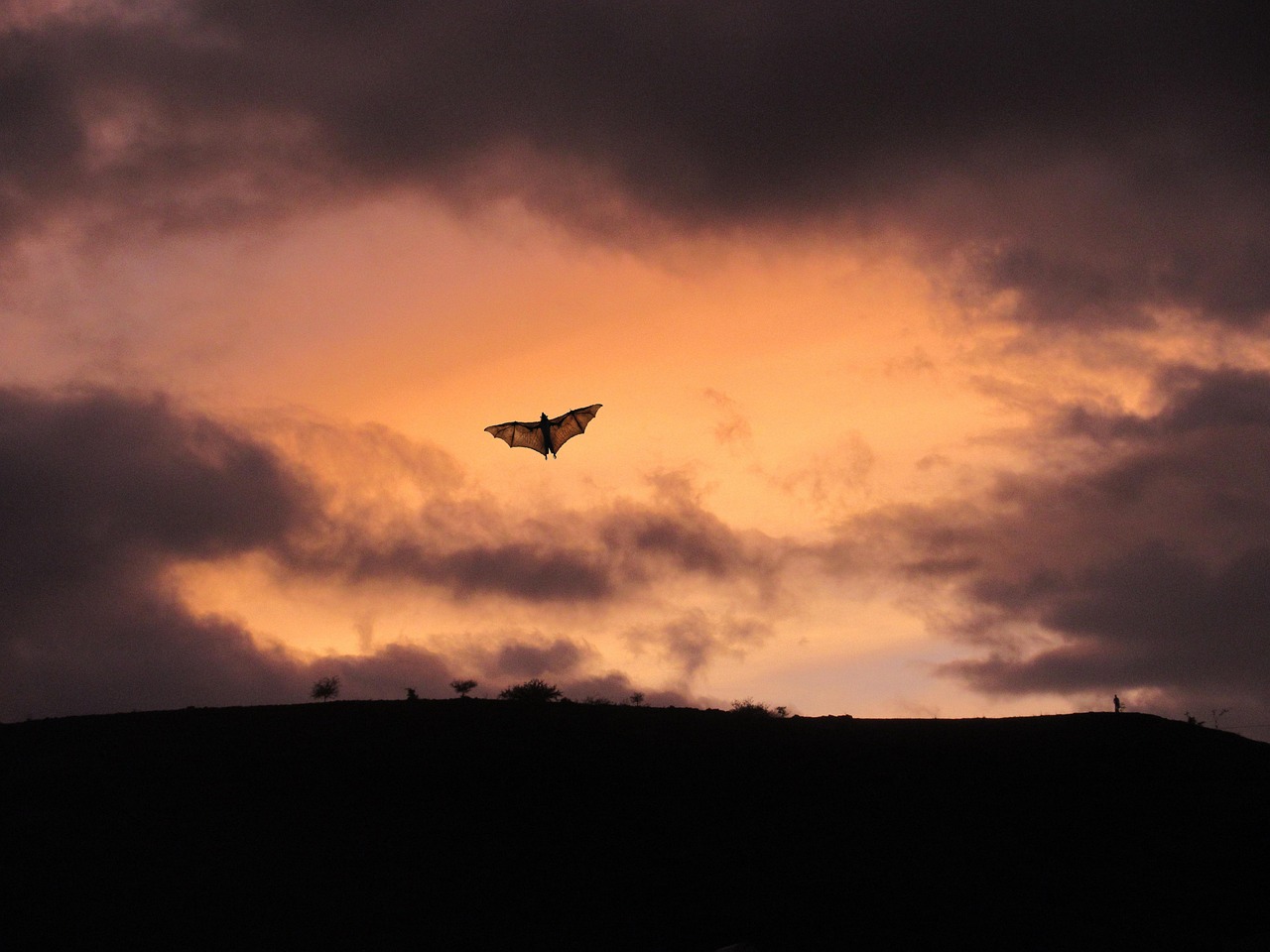 Bat flying in sunset sky