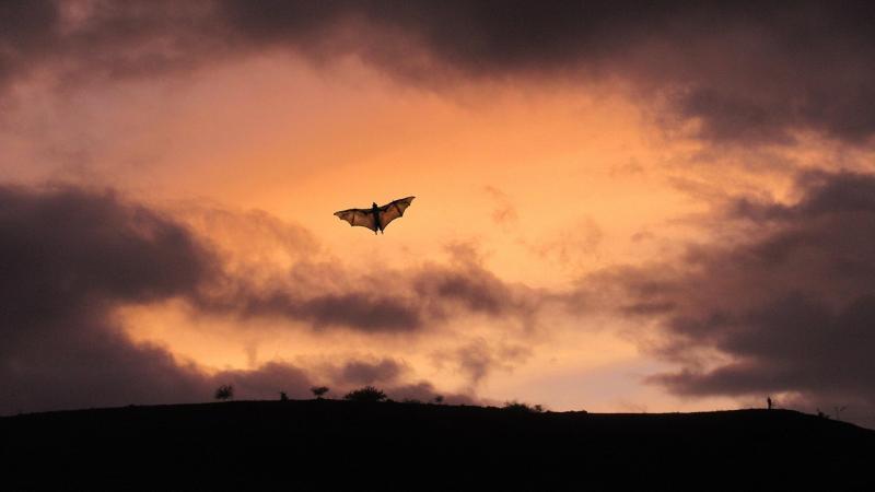 Bat flying in sunset sky